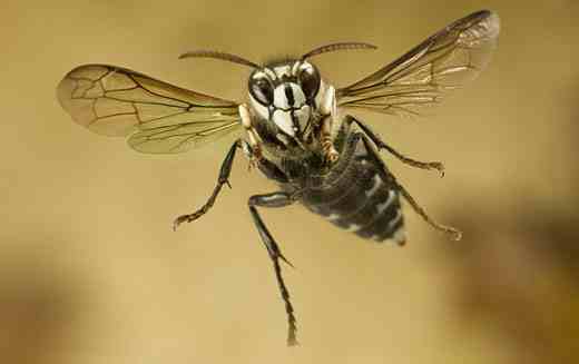 hornets
